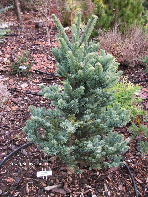 Abies procera 'Danish Column'